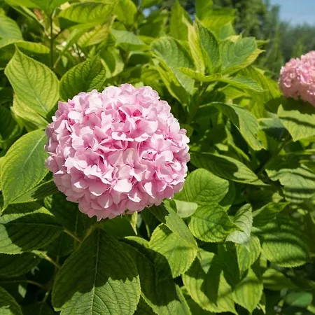 Villa Malcesine 公寓