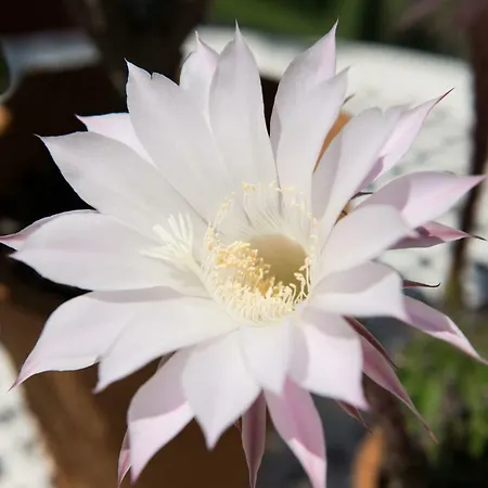 Villa Malcesine Appartement *