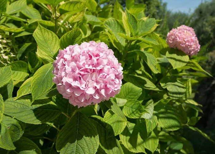 Villa Malcesine 公寓