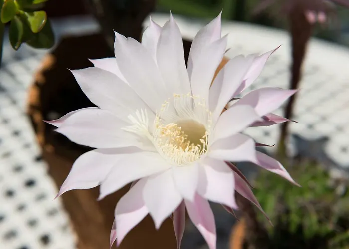 Villa Malcesine Apartamento *